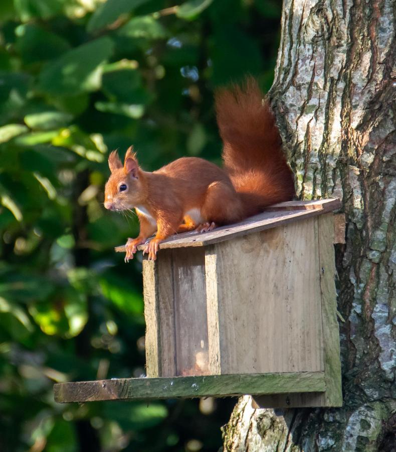 Red Squirrel Holiday Home In The Countryside, 10 Mins To Lligwy Beach Llandyfrydog Exteriér fotografie